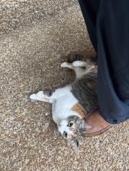 Found/Stray Unknown Cat last seen Tyree Ct and winding way, White House, TN 37188