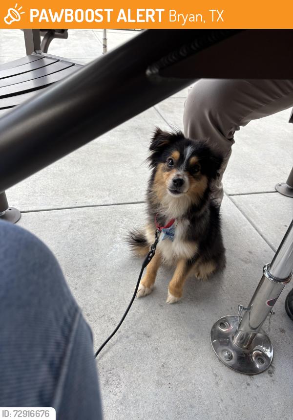Found/Stray Female Dog last seen On Rock Hollow Loop near the woods that back up to White Stone Dr, Bryan, TX 77807