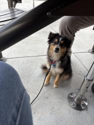 Found/Stray Female Dog last seen On Rock Hollow Loop near the woods that back up to White Stone Dr, Bryan, TX 77807