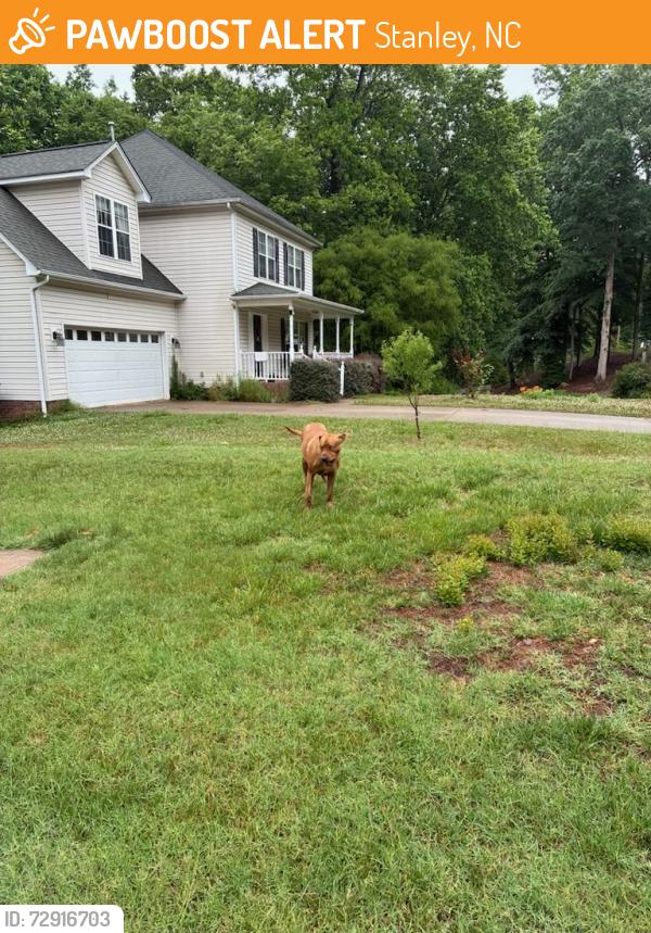 Found/Stray Male Dog last seen Bennington dr stanley nc, Stanley, NC 28164