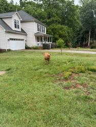 Found/Stray Male Dog last seen Bennington dr stanley nc, Stanley, NC 28164