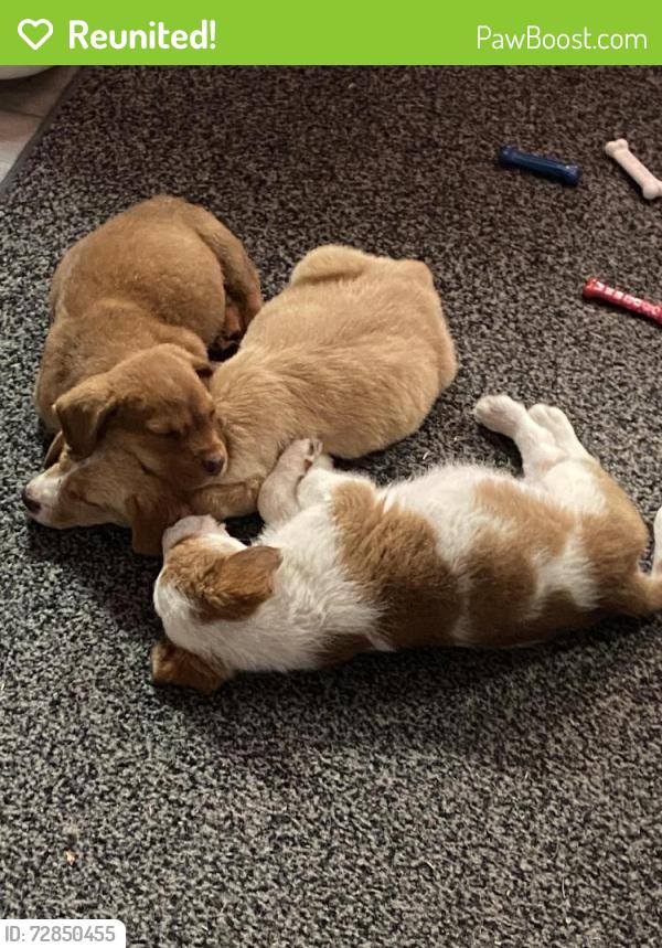Reunited Female Dog last seen Rocky Ridge Road, Wallace, SC 29596