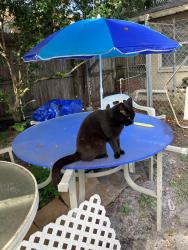 Reunited Female Cat last seen Lotus Path at Ewing in Clearwater , Clearwater, FL 33756