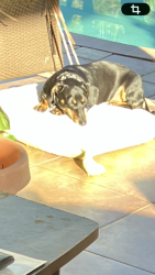 Reunited Female Dog last seen Junk blvd, Naples, FL 34120