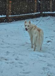 Reunited Female Dog last seen Sandy Ford Road and Farm Springs Drive , Mount Holly, NC 28120