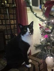Lost Female Cat last seen Rugby Lane, Strawberry Plains, TN 37871
