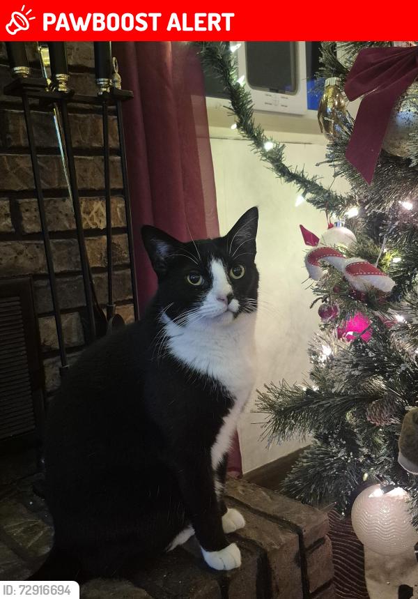 Lost Female Cat last seen Rugby Lane, Strawberry Plains, TN 37871
