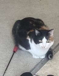 Reunited Female Cat last seen Braithway and Taylor lane, Hilliard, OH 43026