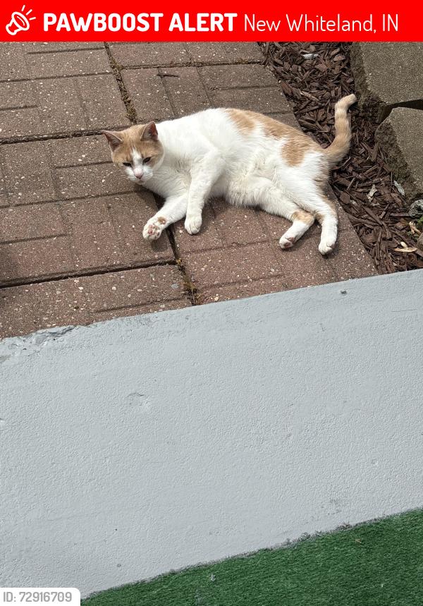 Lost Male Cat last seen Brookside and Parkview, New Whiteland, IN 46184