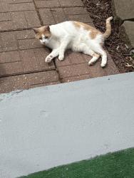 Lost Male Cat last seen Brookside and Parkview, New Whiteland, IN 46184