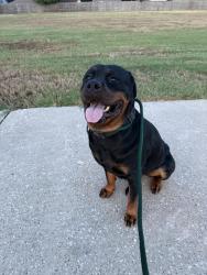 Reunited Female Dog last seen Ashford Park Pool, Houston, TX 77082