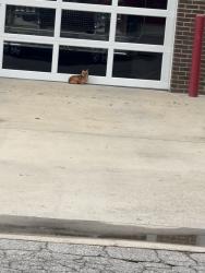 Reunited Female Dog last seen 3rd street Lillington , Lillington, NC 27546