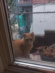 Found/Stray Male Cat last seen Wallace and Boston rd, The Bronx, NY 10469