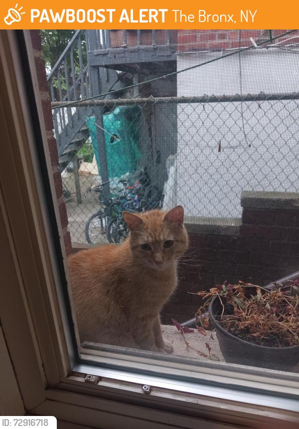 Found/Stray Male Cat last seen Wallace and Boston rd, The Bronx, NY 10469