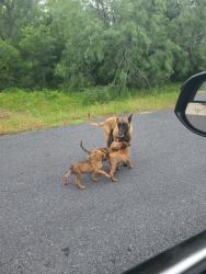 Found/Stray Female Dog last seen Martinez Creek, Saint Hedwig, TX 78152