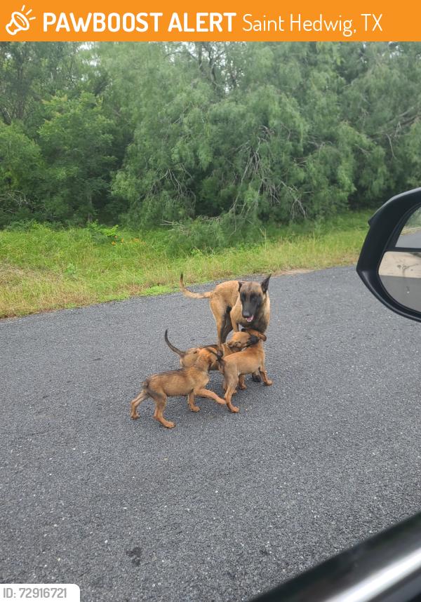 Found/Stray Female Dog last seen Martinez Creek, Saint Hedwig, TX 78152