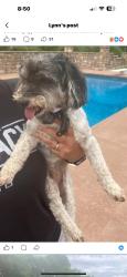 Reunited Unknown Dog last seen West Hunt rd near the airport, Alcoa, TN 37701