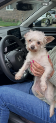 Reunited Female Dog last seen Center St and Birkey Ave, Crest Hill, Crest Hill, IL 60403