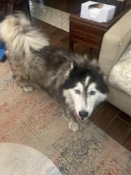 Reunited Female Dog last seen Green Oaks near Lake Arlington Library branch, Arlington, TX 76016