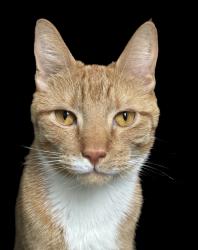 Reunited Male Cat last seen 87th street between 107 and Liberty Avenues , Queens, NY 11416