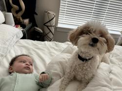 Reunited Male Dog last seen Near Pecan Path Dr, Fort Worth, TX 76108, USA, Fort Worth, TX 76108