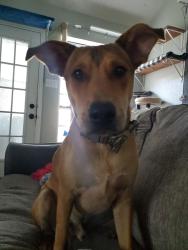 Lost Male Dog last seen Near Dendron Dr., Hewitt, TX 76643