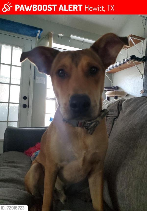 Lost Male Dog last seen Near Dendron Dr., Hewitt, TX 76643