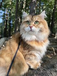 Reunited Female Cat last seen Near the intersection of Peterson Place and Wildflower Place, North Oaks, MN 55127