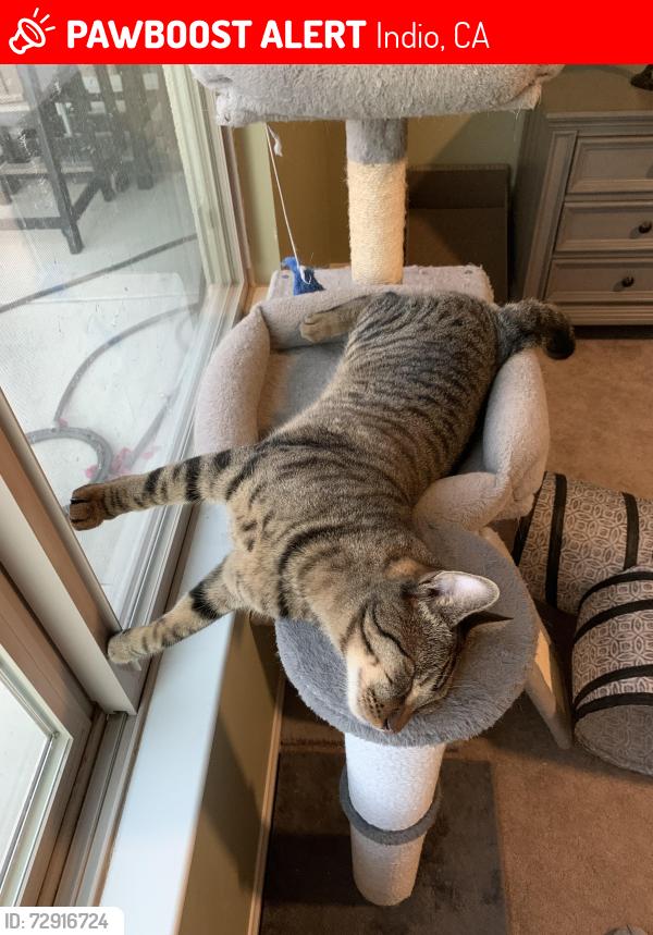 Lost Male Cat last seen Near Sombra, Phase 2, Indio, CA 92203