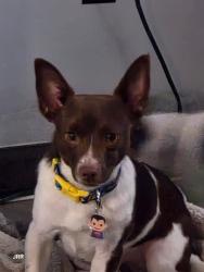 Reunited Male Dog last seen Near Whisper Creek Ct Linden NC 28356, Linden, NC 28356