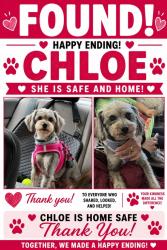 Reunited Female Dog last seen Thomas st , Brentwood, NY 11717
