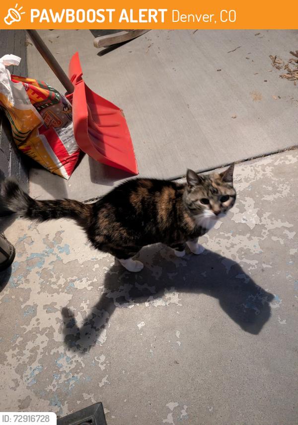 Found/Stray Female Cat last seen 14th ave and Osceola st , Denver, CO 80204