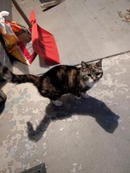 Found/Stray Female Cat last seen 14th ave and Osceola st , Denver, CO 80204