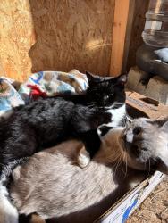 Lost Male Cat last seen Angels square , Upton, MA 01568