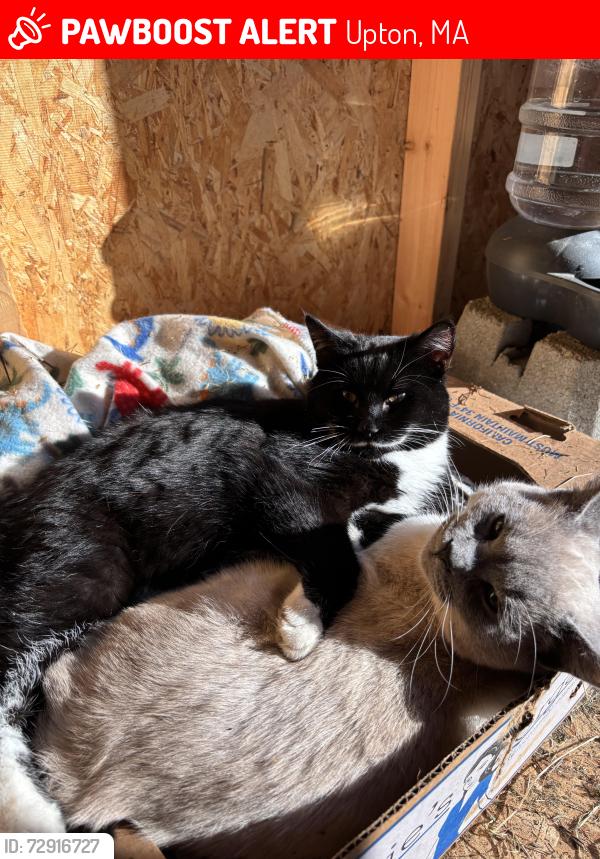 Lost Male Cat last seen Angels square, Upton, MA 01568