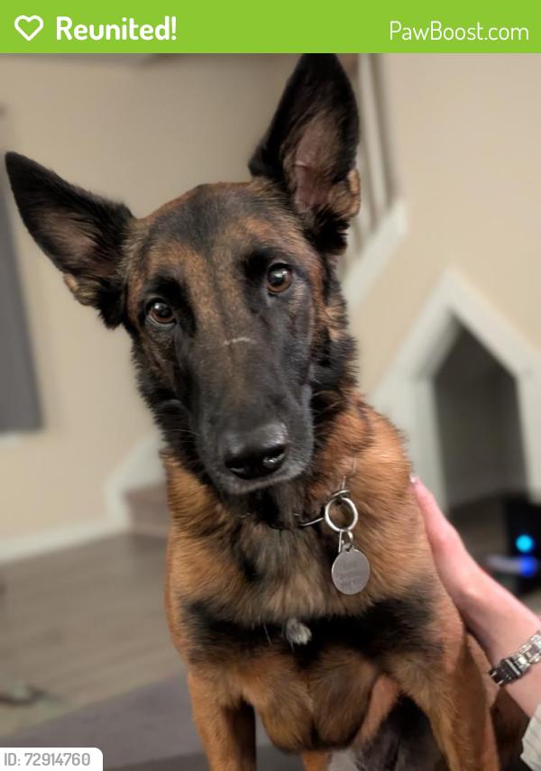 Reunited Female Dog last seen Fork Shoals Rd, Greenville, SC 29605