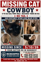 Lost Male Cat last seen Sutton Rd, Habersham County, GA 30535