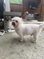 Found/Stray Male Dog last seen Walnut Hill, Dallas, TX 75211