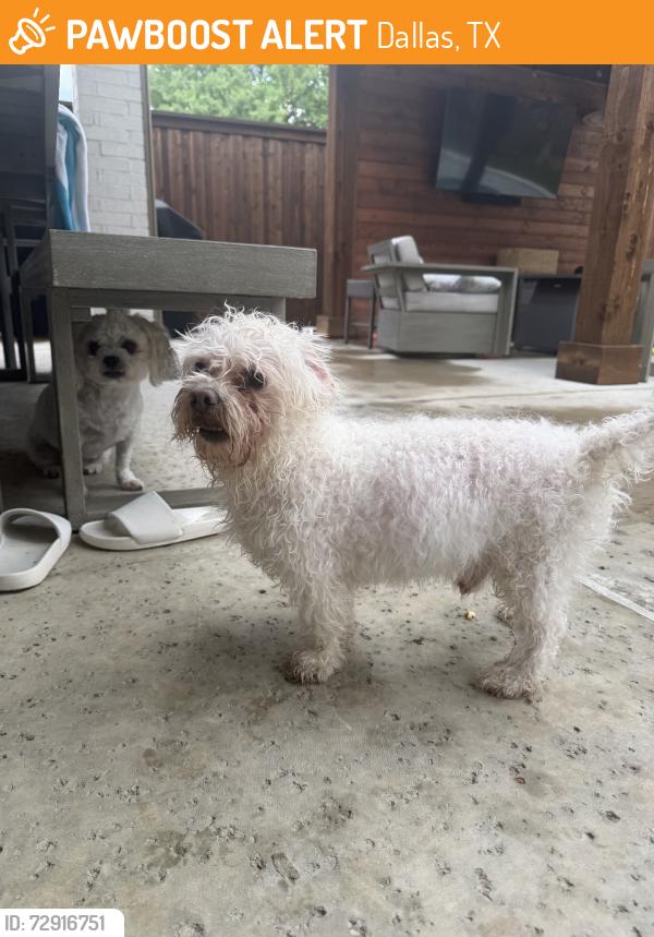 Found/Stray Male Dog last seen Walnut Hill, Dallas, TX 75211