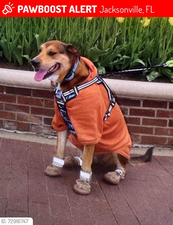 Lost Female Dog last seen Cinemark XD Atlantic blvd, Jacksonville, FL 32225