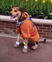 Lost Female Dog last seen Cinemark XD Atlantic blvd, Jacksonville, FL 32225