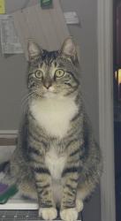 Lost Female Cat last seen 6th between Vicksburg and Toledo, Lubbock, TX 79416