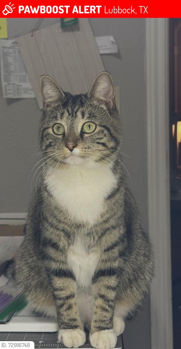 Lost Female Cat last seen 6th between Vicksburg and Toledo, Lubbock, TX 79416