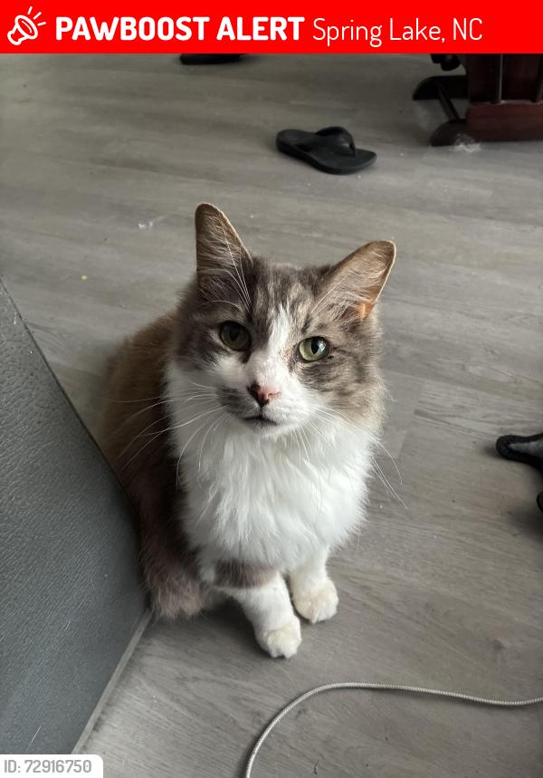 Lost Male Cat last seen Spring lake Walmart , Spring Lake, NC 28390