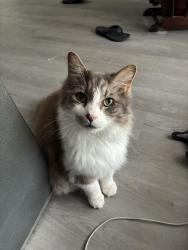 Lost Male Cat last seen Spring lake Walmart , Spring Lake, NC 28390