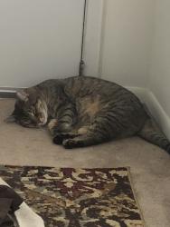 Reunited Male Cat last seen Fairway Dr, Camp Hill, PA 17011, USA, Camp Hill, PA 17011