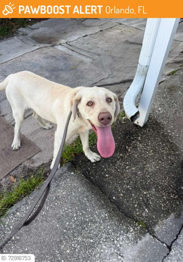 Found/Stray Male Dog last seen Bunting av Orlando Florida 32812, Orlando, FL 32812