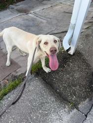 Found/Stray Male Dog last seen Bunting av Orlando Florida 32812, Orlando, FL 32812