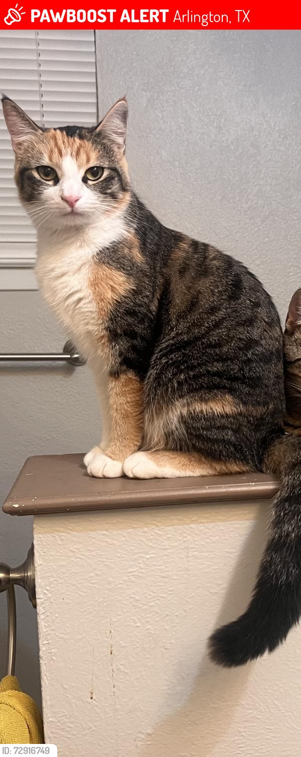 Lost Female Cat last seen North Fielder and Lamar, neighborhood behind Lamar HS, Arlington, TX 76012