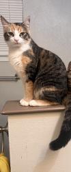 Lost Female Cat last seen North Fielder and Lamar, neighborhood behind Lamar HS, Arlington, TX 76012